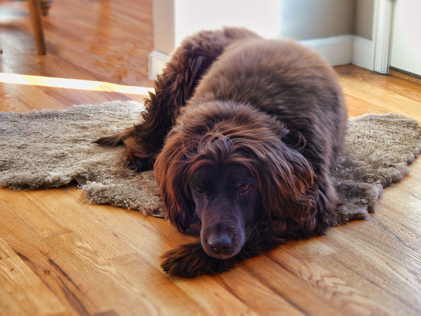 Shorn Curly Pet Rug